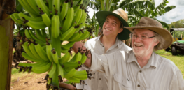 ‘Banana apocalypse’? How disease resistant bananas can help overcome a global lack of genetic diversity