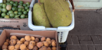 A food of the future may already be here: The heat-resilient jackfruit variety breadfruit can survive erratic temperatures and hurricanes