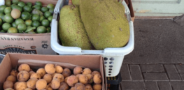 A food of the future may already be here: The heat-resilient jackfruit variety breadfruit can survive erratic temperatures and hurricanes