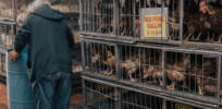 New York City’s ‘wet markets’ are posing a serious risk to public health