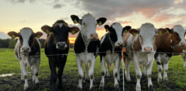 In Canada, cows and other livestock animals are responsible for 40 percent of methane emissions – a potent greenhouse gas. Here are some solutions