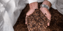 Insect farming (and eating) is booming in Africa but a backlash is growing