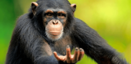 What are apes trying to communicate when they use gestures. Is there an evolutionary link to humans?