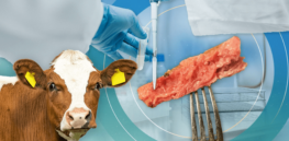 Decentralizing cell meat production: Could farmers actually produce cultivated meat on their own farms?