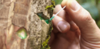 Sustainable mining: How plants can be deployed as ‘phytominers’ to suck up valuable minerals
