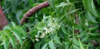 Biopiracy? Are pharmaceutical companies stealing the genetic information in the developing world's flora and fauna?