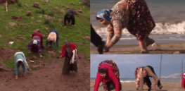Backward evolution? Brain impairment? Scientists probe guesses on why the Türkish family Ulas walks on all fours