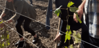 Tastier and healthier Chardonnays in Italy: More sustainable fungal fighting gene-edited vines planted in Italian trial