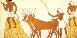 Human’s ability to digest carbs evolved as we went from hunter-gatherers to farmers