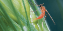Farmers are staying one step ahead of the enemy by using genetics to create better methods of pest control