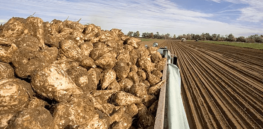 Viewpoint: Mass litigation targeting glyphosate could put beet farmers out of business