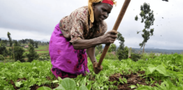 East African split on future of GM crops: Kenya, Uganda and Rwanda are planting while Congo, Rwanda Burundi, South Somalia and Tanzania remain hard against