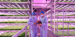Will vertical farming ever become sustainable and scalable?