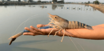 Prawn lover? Gene edited giant crustacean should soon be widespread