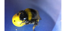 Consciousness: More than nothing is going on in the mind of a bees and other animals