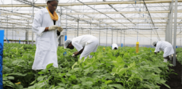 Rwanda launches Gates-funded project to develop drought, virus and blight resistant crops
