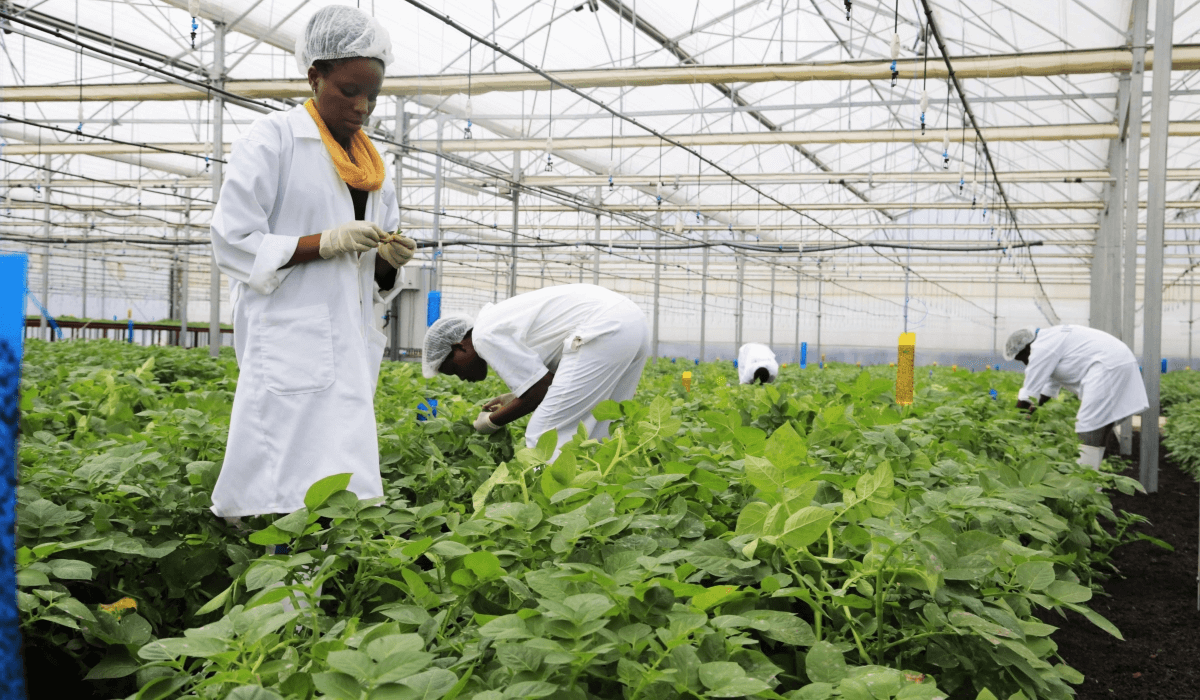 Rwanda launches Gates-funded project to develop drought, virus and ...