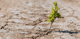 What can farmers do to mitigate the impact of rising global temperatures