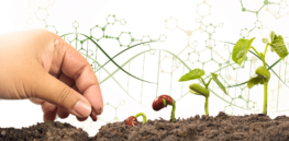 Viewpoint: Challenging food myths: What would it be like if we continue to demonize modern, high tech agriculture?