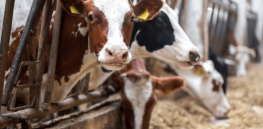 Scottish farmers urge its government to follow the path of England in relaxing regulations on gene-edited crops and animals