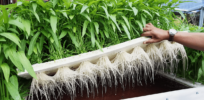 Is there a market for hydroponically grown food?