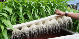 Is there a market for hydroponically grown food?
