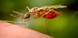 Disease-carrying mosquitoes are exploding in number globally and in the U.S. as the world heats up