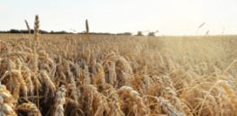 How self fertilizing gene-edited wheat could be a boon for developing world farmers