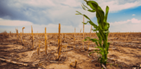 Global warming is already impacting crop yields. What does the future hold?