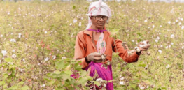 Insect-resistant, genetically modified Bt cotton revolutionized farming in India. Now it faces challenges. Here's why