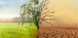 How has climate change reduced crop yields over the past quarter century