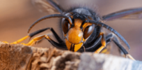 The hornet has landed: Scientists combat new honeybee killer in US