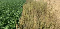Are weeds destined to win their escalating assault on agriculture?