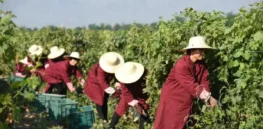 The world’s wine production has dropped 10% mostly because of droughts, fire and 'extreme environmental conditions'. China turns to AI for a solution