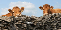 Viewpoint: As the UK edges closer to limiting regulations on gene-edited crops, concerns mount that precision breeding of farm animals will be left behind