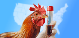 Part I: USDA’s dereliction in containing bird flu could cause the outbreak to escalate into a deadly epidemic