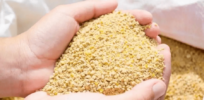 Poland dodges crop genetic modification ban, renews use of GM as animal feed
