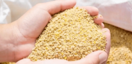 Poland dodges crop genetic modification ban, renews use of GM as animal feed