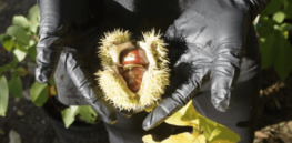 A new startup has joined the effort to genetically upgrade forests. The chestnut tree is first on their list
