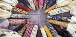 Mexico's president proposes extending the ban of genetically modified crops “for both health and the protection of biodiversity in the country.”