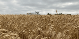 Podcast: Scientists harness gene editing to engineer disease- and climate-resilient wheat