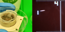 Pong addict? You should take a shot at playing a human created lifeless blob—that gets better over time