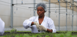 Rwandan farmers and scientists turn to genetic modification to rescue disease-threatened potatoes, maize and cassava