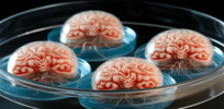 'Intelligence in a dish': 'Brain organoids' grown on petri dishes show signs of developing eyes