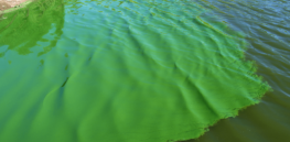 'Nature's little alchemist: Microbes and the origin of life