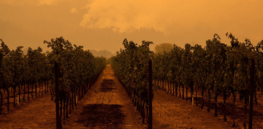 Threatened by warming temperatures, wineries may be forced to turn to gene editing