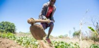 Kenyan cabinet nears decision on GM crop approvals worth hundred of millions of dollars
