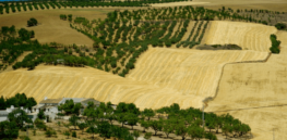 As risks in agriculture from climate change escalate, gene editing offers potential remedies