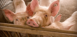 UK moves ahead with crop gene editing but lags in approving precision breeding to contain animal diseases