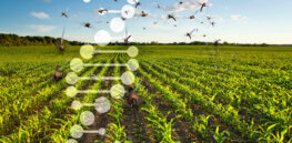 Gene drives minimize biodiversity loss while optimizing productivity